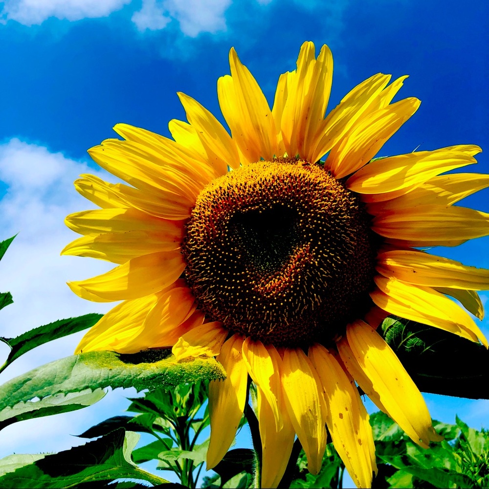 Meet your Posher, PoshNook